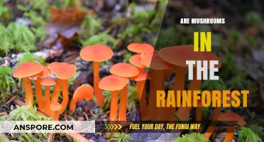 Rainforest Mushrooms: A Diverse and Unique Ecosystem