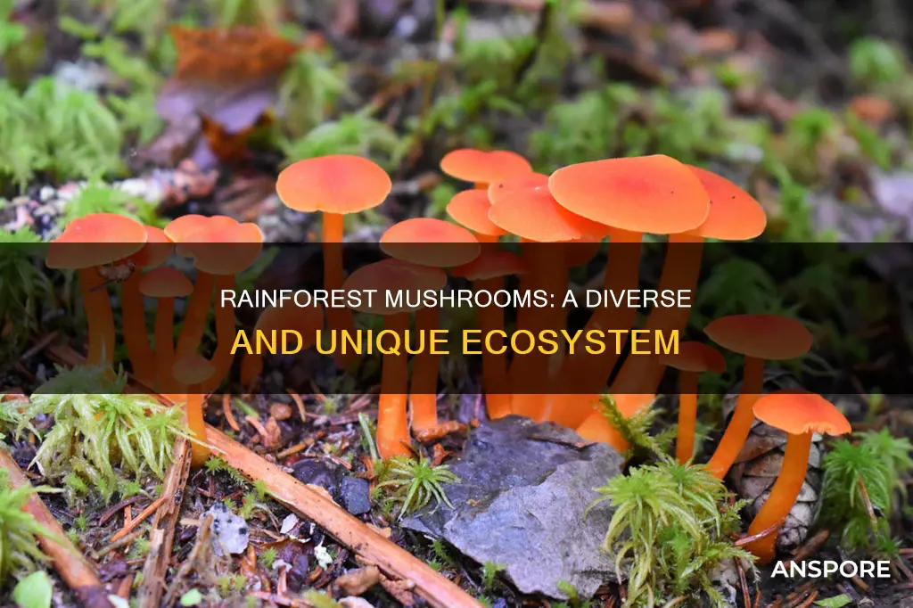 are mushrooms in the rainforest
