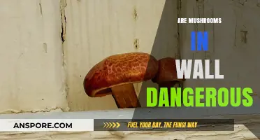 Mushrooms on Walls: Are They Dangerous?