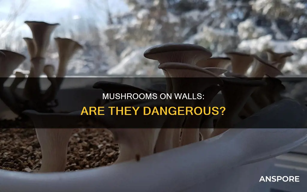 are mushrooms in wall dangerous