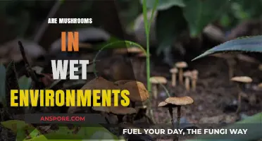 Mushrooms Thrive in Wet Environments: Why?