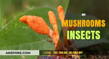 Mushrooms: Insect or Not?