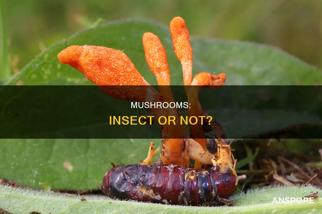 are mushrooms insects