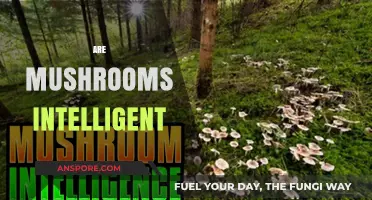 Mushrooms: The Intriguing Intelligence of Fungi