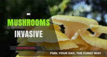 Mushrooms: Invasive or Not?