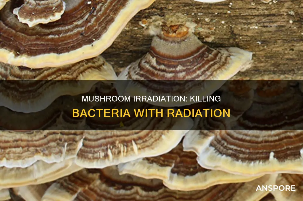are mushrooms irradiated to kill bacteria