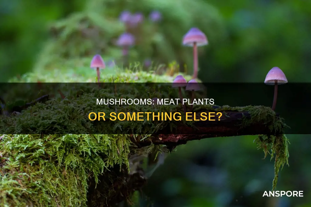 are mushrooms just meat plants