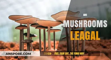 Mushrooms: Are They Legal to Consume or Not?