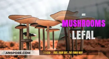 Mushrooms: Legal or Not?