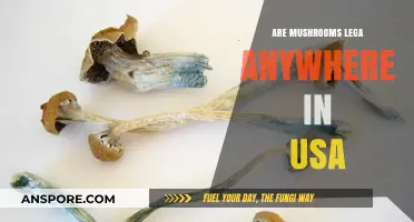 Mushroom Legality in the USA: Where Are They Legal?