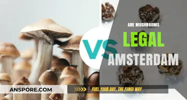 Are Mushrooms Legal in Amsterdam? Exploring Dutch Psychedelic Laws