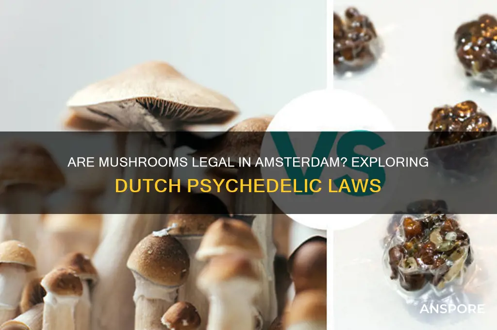 are mushrooms legal amsterdam