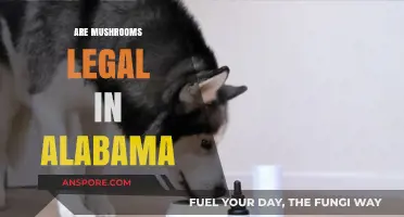 Are Mushrooms Legal in Alabama? Understanding the State's Psilocybin Laws