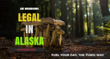 Are Mushrooms Legal in Alaska? Exploring Psilocybin Laws and Regulations