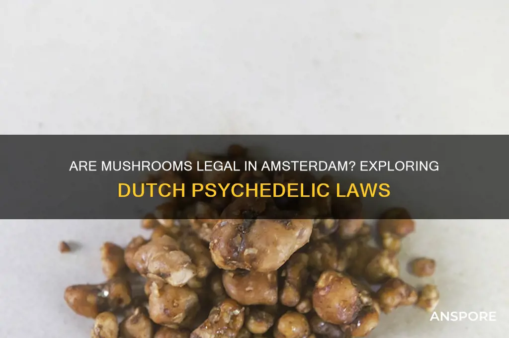 are mushrooms legal in amaterdam