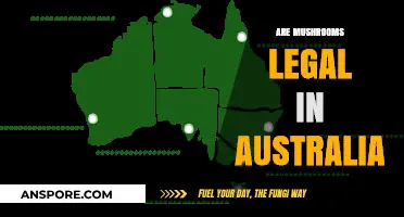 Are Mushrooms Legal in Australia? Exploring Psilocybin Laws and Regulations