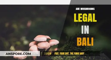Are Mushrooms Legal in Bali? Exploring the Island's Psychedelic Laws