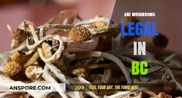 Are Mushrooms Legal in BC? Understanding Psilocybin Laws and Regulations