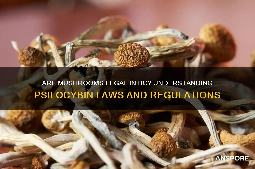 are mushrooms legal in bc