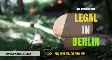 Are Mushrooms Legal in Berlin? Exploring Germany's Psychedelic Laws
