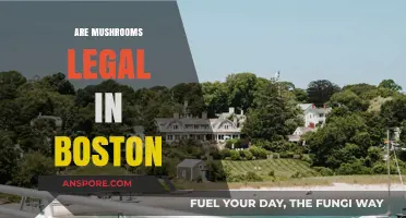 Are Mushrooms Legal in Boston? Exploring Psilocybin Laws in Massachusetts