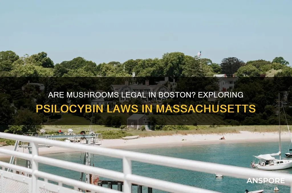 are mushrooms legal in boston