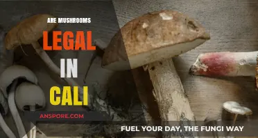 Are Mushrooms Legal in California? Exploring Psilocybin Laws and Regulations