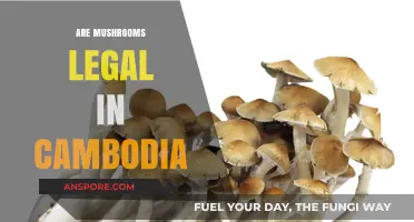 Are Mushrooms Legal in Cambodia? Exploring Psilocybin Laws and Regulations