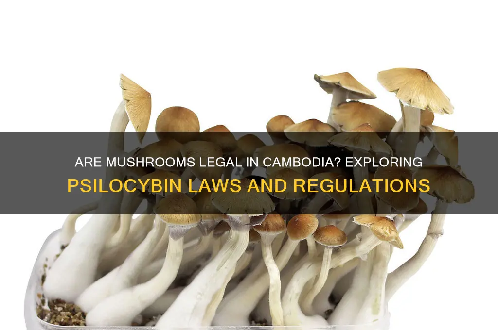 are mushrooms legal in cambodia