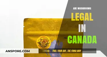 Are Mushrooms Legal in Canada? Exploring Psilocybin's Legal Status