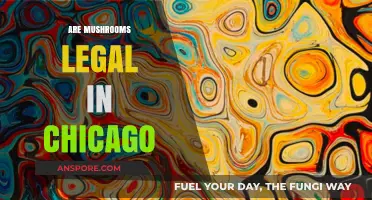 Are Mushrooms Legal in Chicago? Exploring Psilocybin Laws and Regulations