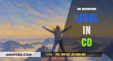 Are Mushrooms Legal in Colorado? Exploring Psilocybin Laws and Regulations