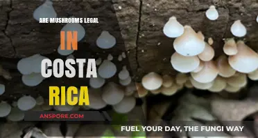 Exploring Costa Rica's Laws: Are Mushrooms Legal in the Country?