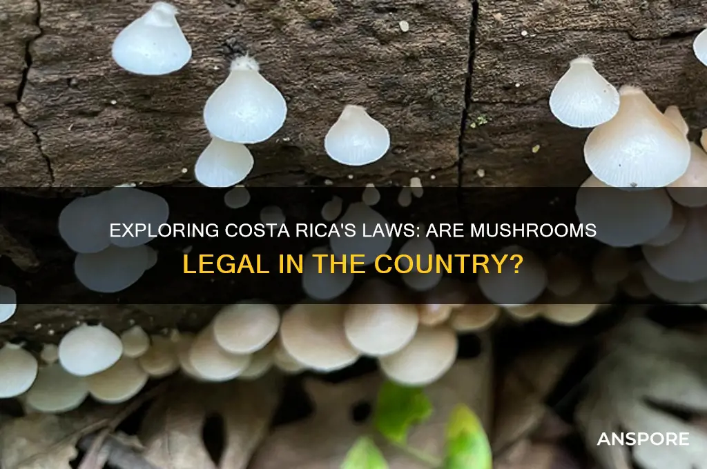 are mushrooms legal in costa rica