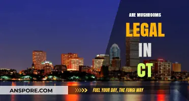 Are Mushrooms Legal in CT? Understanding Connecticut's Psilocybin Laws