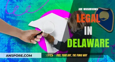 Are Mushrooms Legal in Delaware? Exploring Psilocybin Laws and Regulations