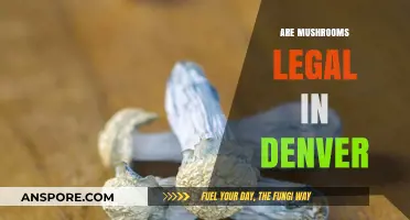 Denver's Mushroom Laws: What's Legal and What's Not Explained