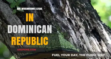 Mushroom Legality in the Dominican Republic: What You Need to Know