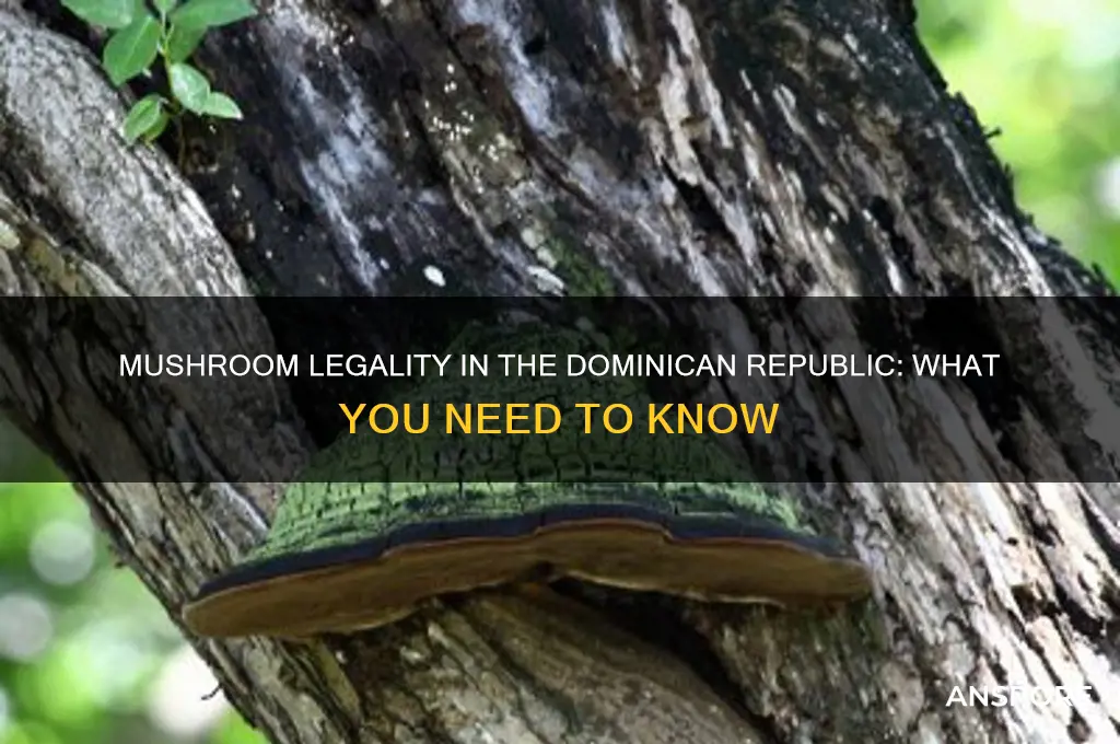are mushrooms legal in dominican republic