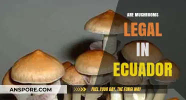 Exploring Ecuador's Laws: Are Mushrooms Legal in the Country?