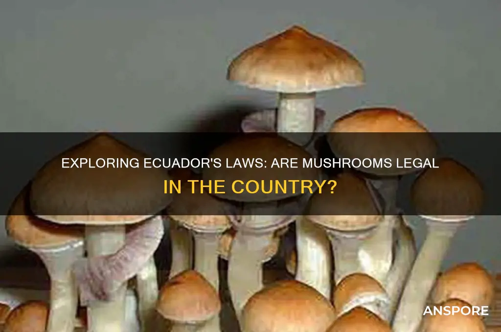 are mushrooms legal in ecuador