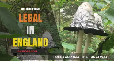 Are Mushrooms Legal in England? A Comprehensive Guide to UK Laws