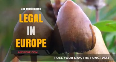 Are Mushrooms Legal in Europe? Exploring Psychedelic Laws and Regulations