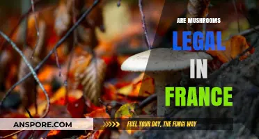 Mushroom Legality in France: What You Need to Know