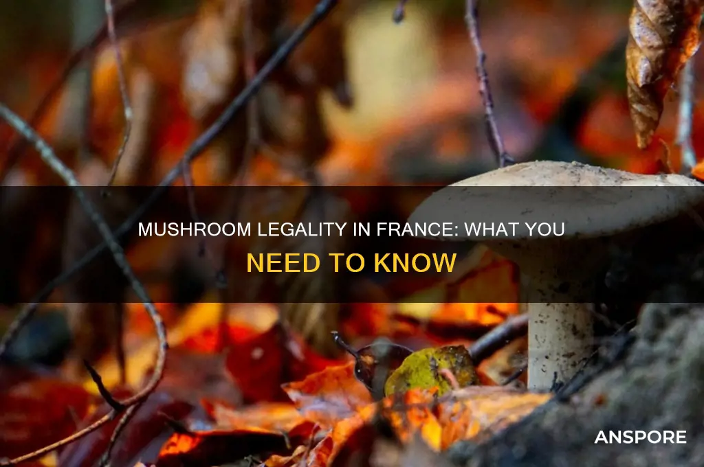 are mushrooms legal in france