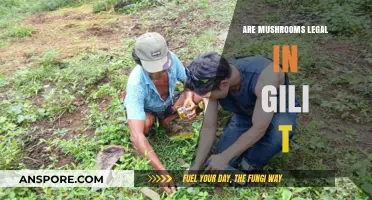 Are Mushrooms Legal in Gili T? Exploring the Laws and Facts