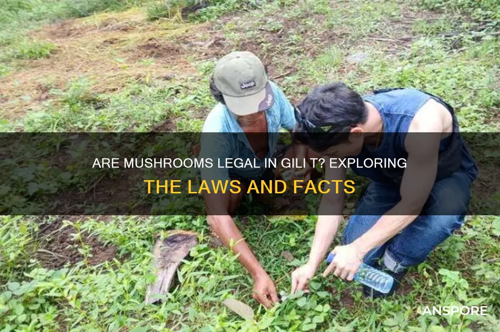 are mushrooms legal in gili t