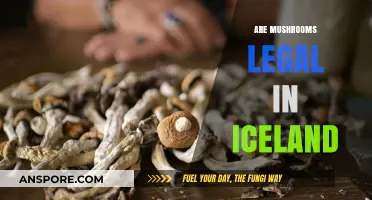 Are Mushrooms Legal in Iceland? Exploring Psilocybin Laws and Regulations