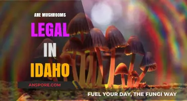 Are Mushrooms Legal in Idaho? Understanding Psilocybin Laws and Regulations