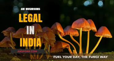 Are Mushrooms Legal in India? Exploring the Current Laws and Regulations